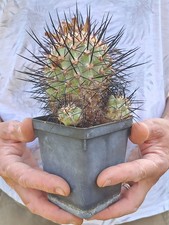 Copiapoa cinerea f. horrida