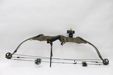 Golden eagle predator - golden,