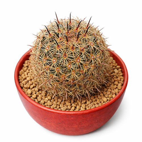 Coryphantha palmeri seeds - seeds,