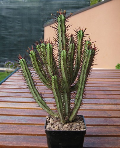 Euphorbia heptagona boiss - heptagona,