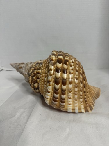 Grande conchiglia charonia - grande,