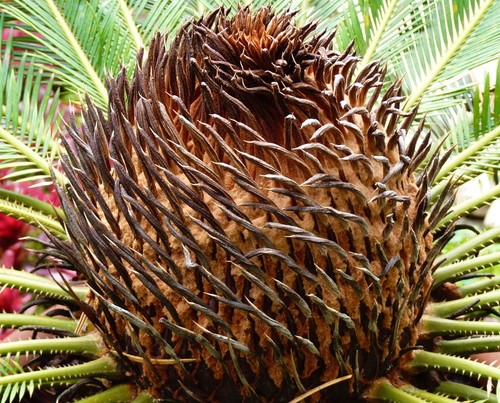 Cycas revoluta sago palm - sago, |