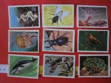 WL ITALIA BLOCCO FIGURINE