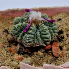 Cactus - Cactus - Aztekium