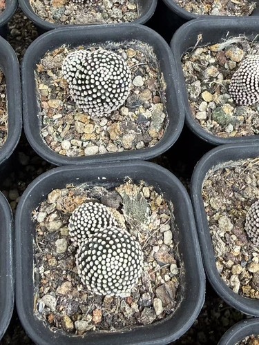 1pcs rarosucculento - 1pcs,