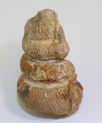 Ammonite eubostrychoceras - ammonite,,