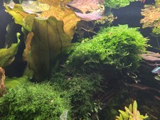 piante vere per acquario