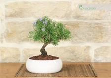 Bonsai di Rosmarino in ciotola