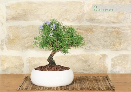 Bonsai rosmarino ciotola - di,