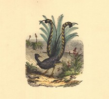 BUFFON, STORIA NATURALE-UCCELLI- 4 INCISIONI DIPINTE A MANO- EDIT. MILANO, 1955