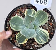 Pot 14cm Rare Cacti Agave