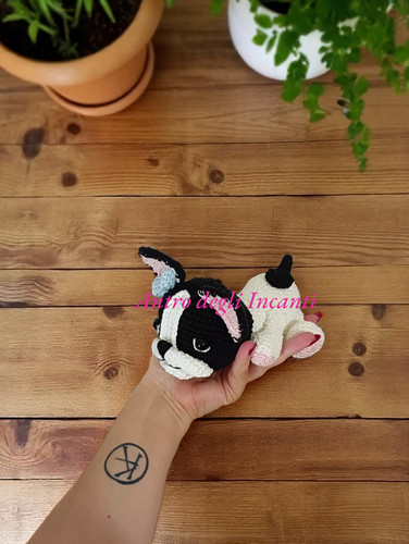 Bulldog francese dog cane - bulldog, dog,