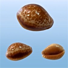 Cypraea helvola argella diego - helvola, argella,