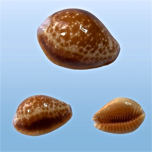 Cypraea helvola argella diego - argella,,