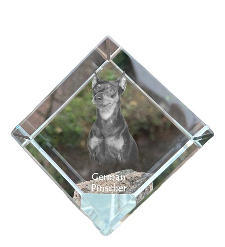 Pinscher tedesco dado - , di
