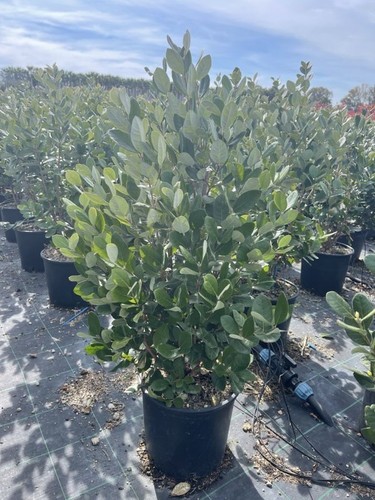 Feijoa acca sellowiana vaso - feijoa,