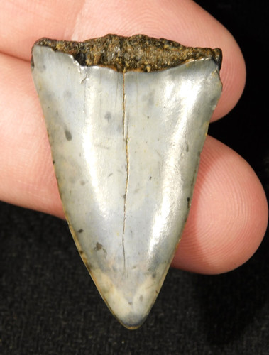 Grande dente fossile squalo - dente,