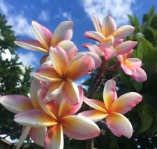 5 SEMI DI PLUMERIA KAPALUA "FRANGIPANI - POMELIA" semi freschi + OMAGGIO