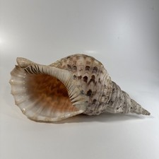 Large Trumpet Triton Charonia