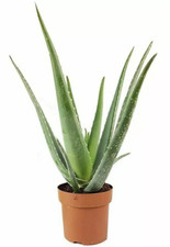Aloe Vera Pianta Grande, non fiorita, con foglie carnose, facile da gestire