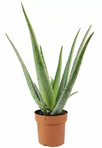 Aloe vera pianta - vera,