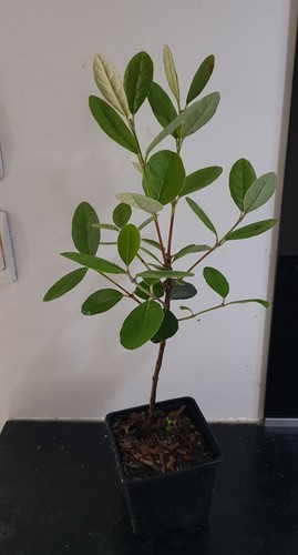 Feijoa sellowiana plant - ,,