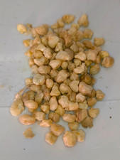 1- 125 Semillas tephrocactus