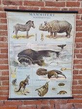 Raro Poster scolastico vintage anni 70 Mammiferi manifesto