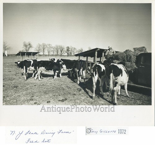 Foto vintage mucche - vintage, della