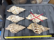 Charonia tritonis circa - 17, cm