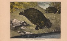Stampa antica tartaruga - antica,