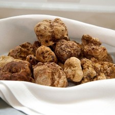 Precious fresh white truffle