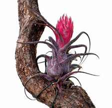 Tillandsia pruinosa 5-15cm -