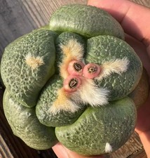 1pcs 8-9cm Rare Cacti