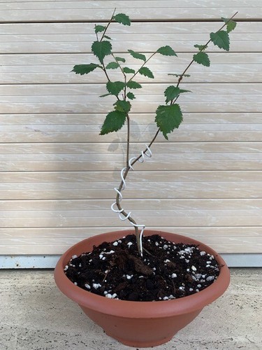 Pre bonsai olmo - pre,