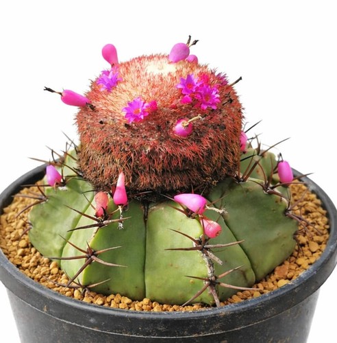 Melocactus seabrasensis hu214 - melocactus,