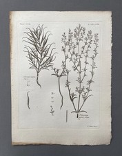 Incisione antica, botanica