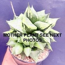 Haworthia urahannya ,  pot 8