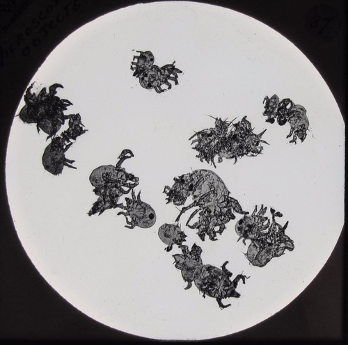 Glass magic lantern slide - glass,