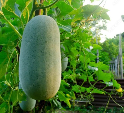 Semi zucca cera - semi🍈zucca, di