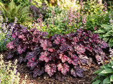 002440a heuchera midnight - heuchera, 'midnight