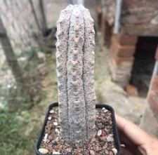 1/3/10 pezzi rara vendita