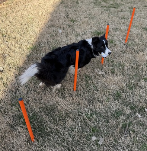 Elara dog agility - dog,
