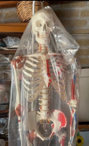 Modello anatomico dello - modello,