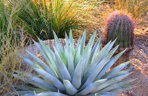 Crisanta agave pianta - crisanta,