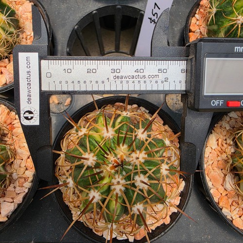De10 melocactus curvispinus - de10:,