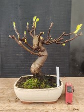 bonsai di fico  h 35 cm visita