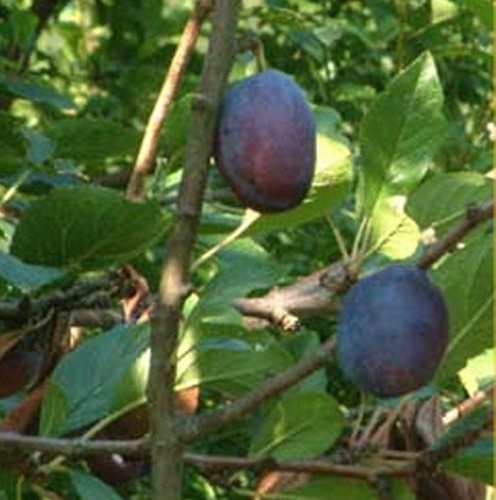 Albero susino - albero,
