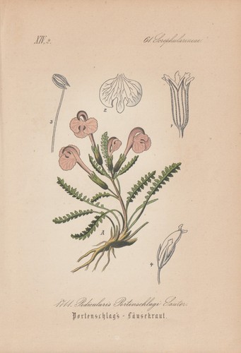Erba due fiori pedicularis - fiori, (pedicularis