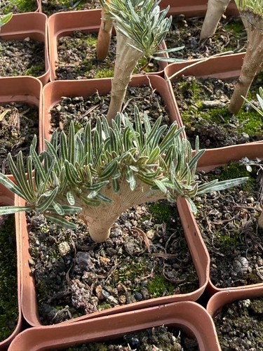 Pachypodium rosulatum var